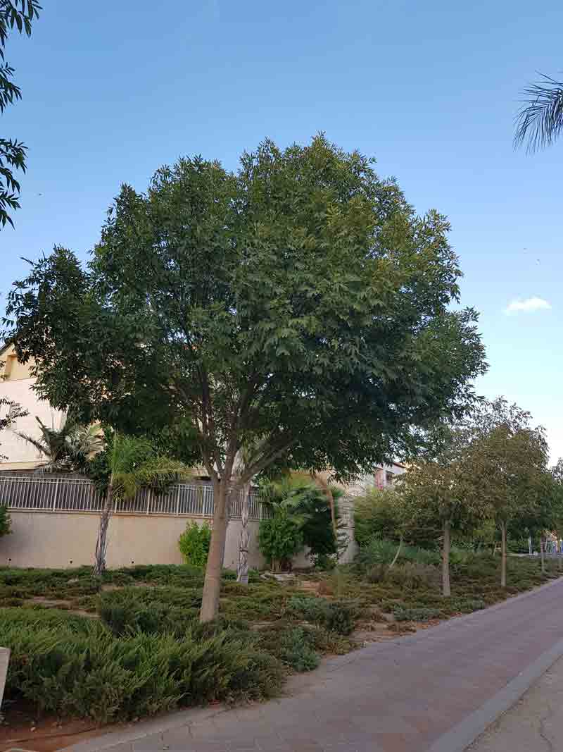 מילה ירוקת עד 'כדורית'