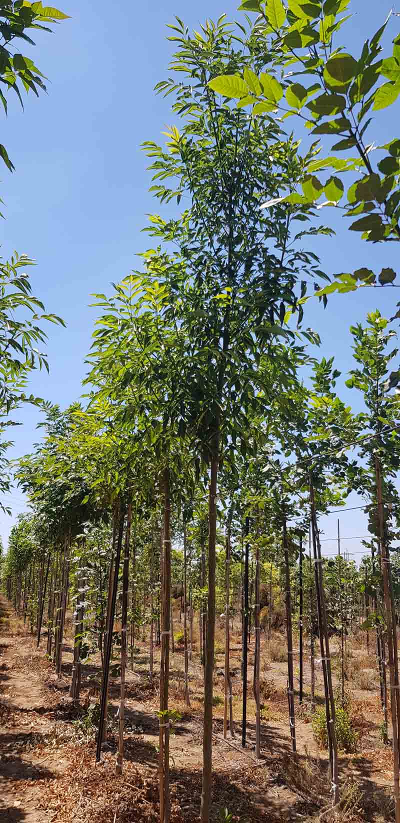 מילה ירוקת עד 'צריפית' 1