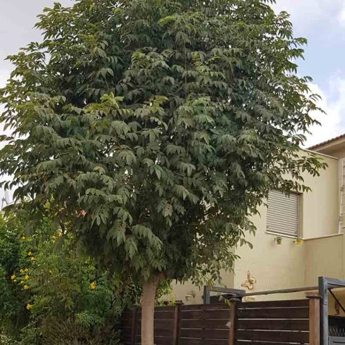 מילה ירוקת עד 'צריפית'