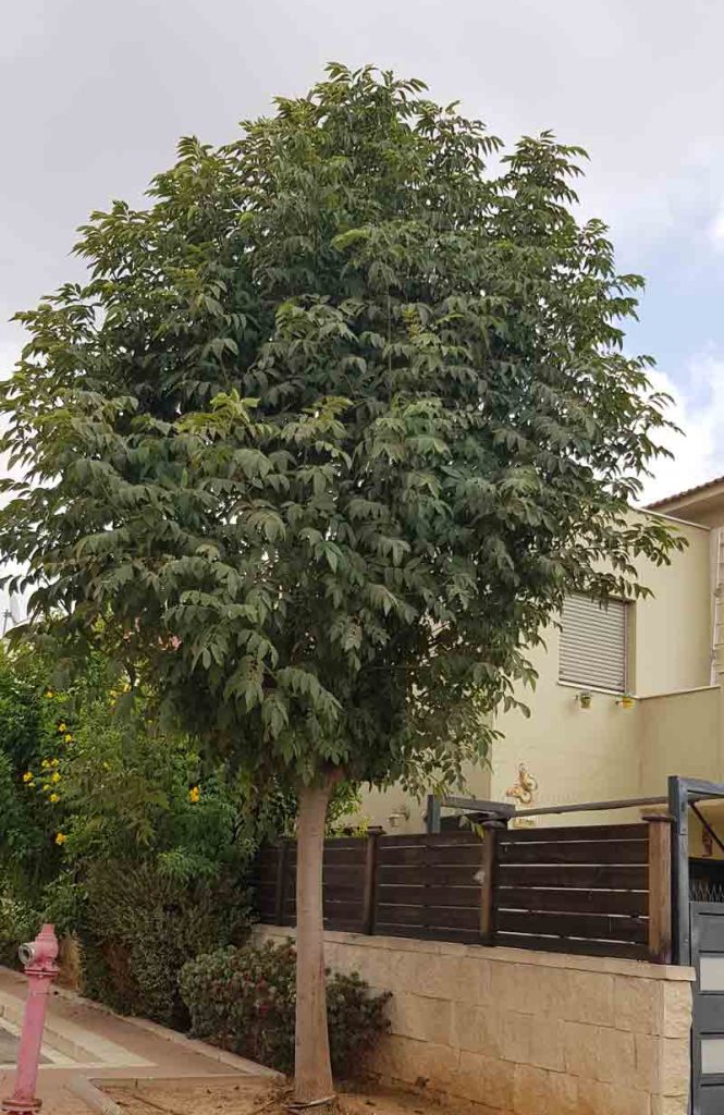 מילה ירוקת עד 'צריפית' 2