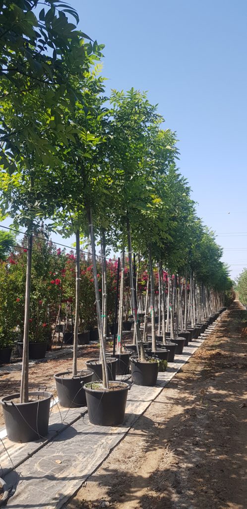 מילה ירוקת עד 'צריפית' 3