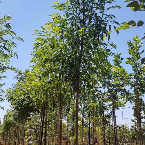 מילה ירוקת עד 'צריפית'