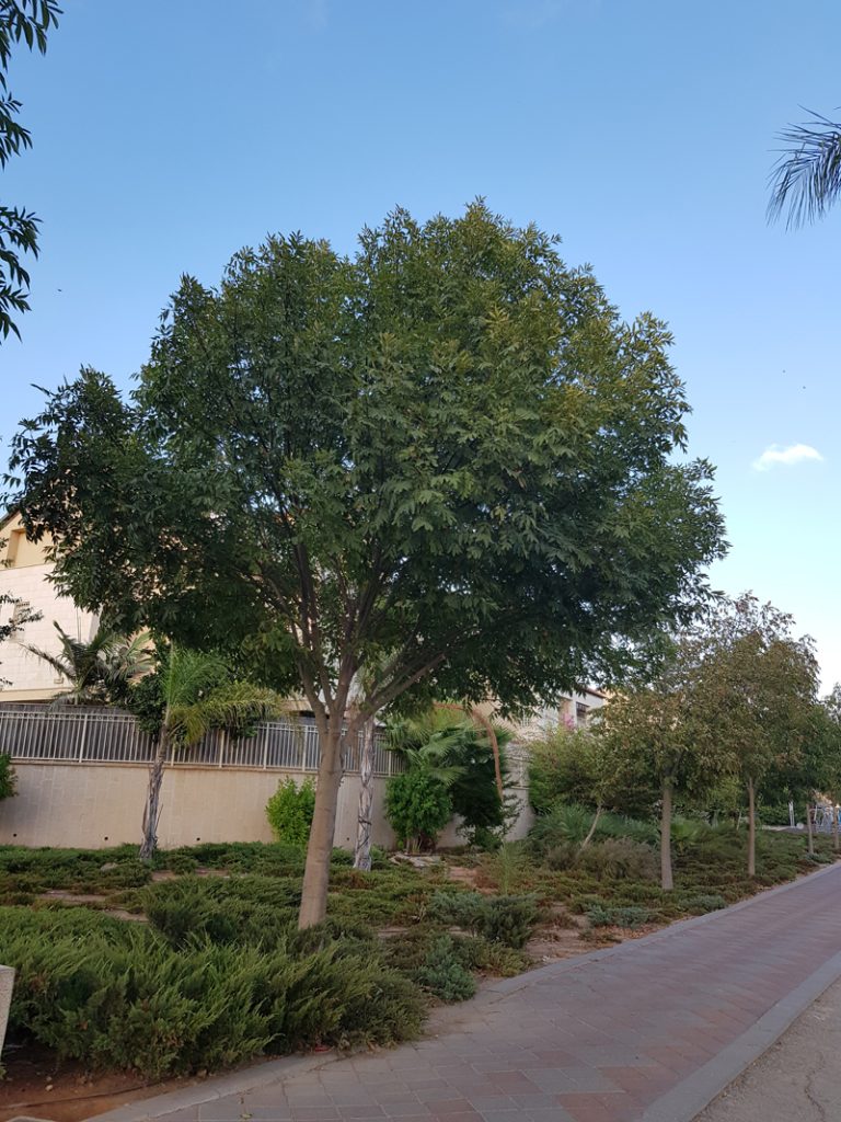 מילה 'כדורית' 1