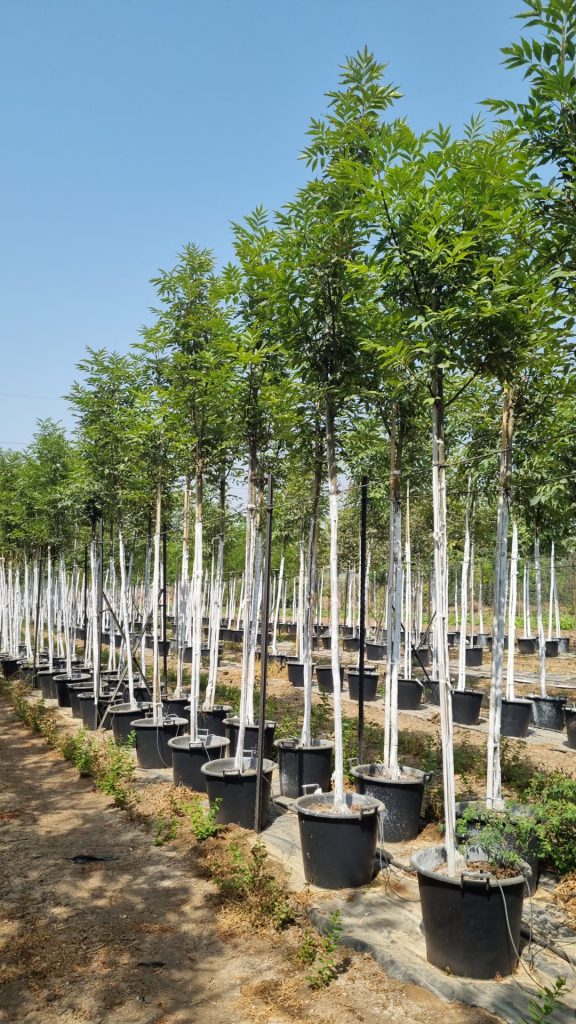 מילה 'כדורית' 2