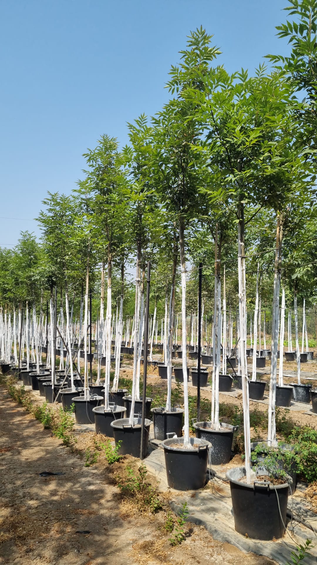 מילה 'כדורית' 2