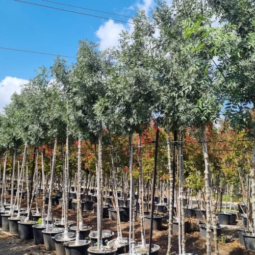 מילה סורית מורכבת גן הורדים