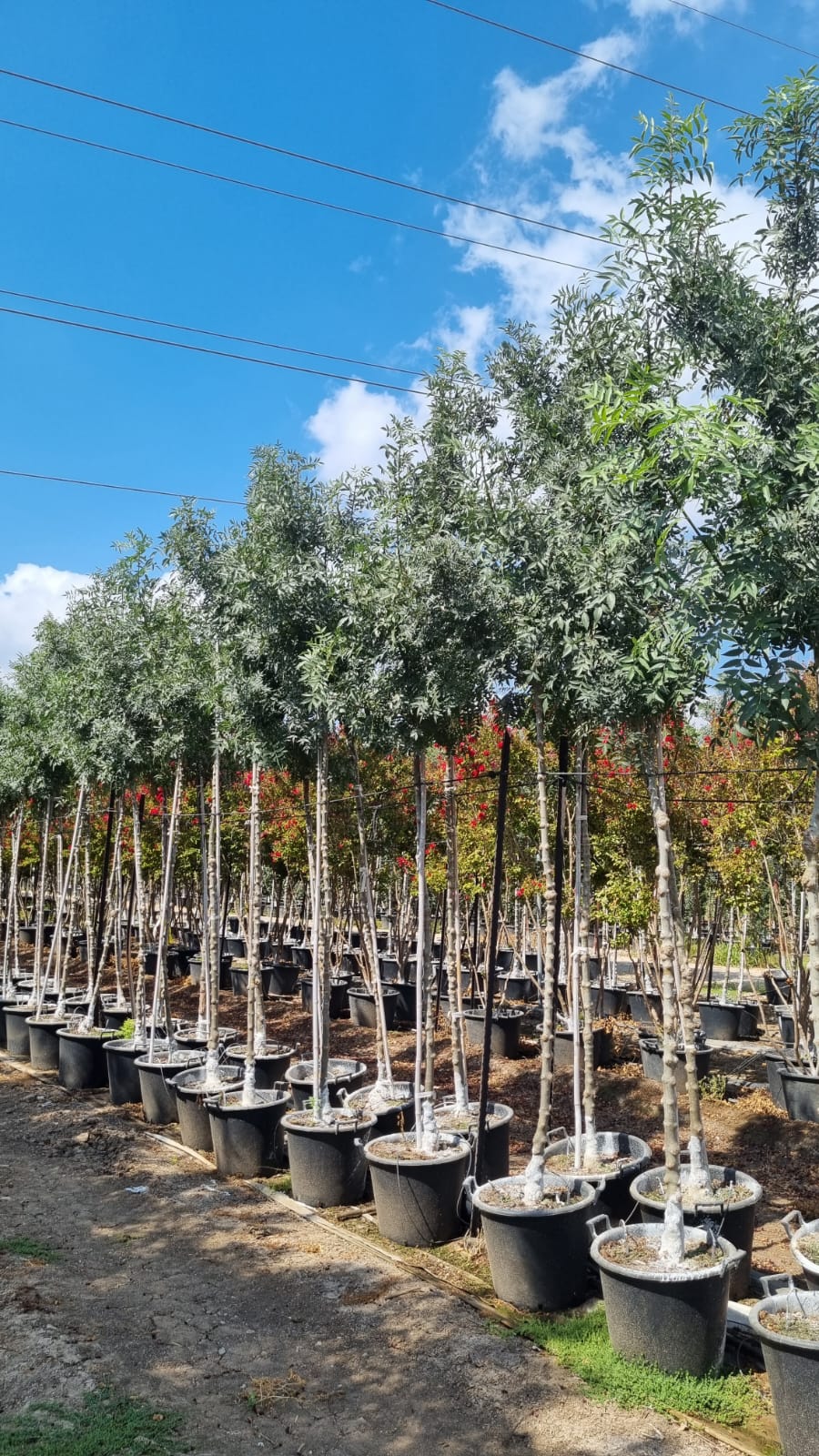 מילה סורית מורכבת גן הורדים