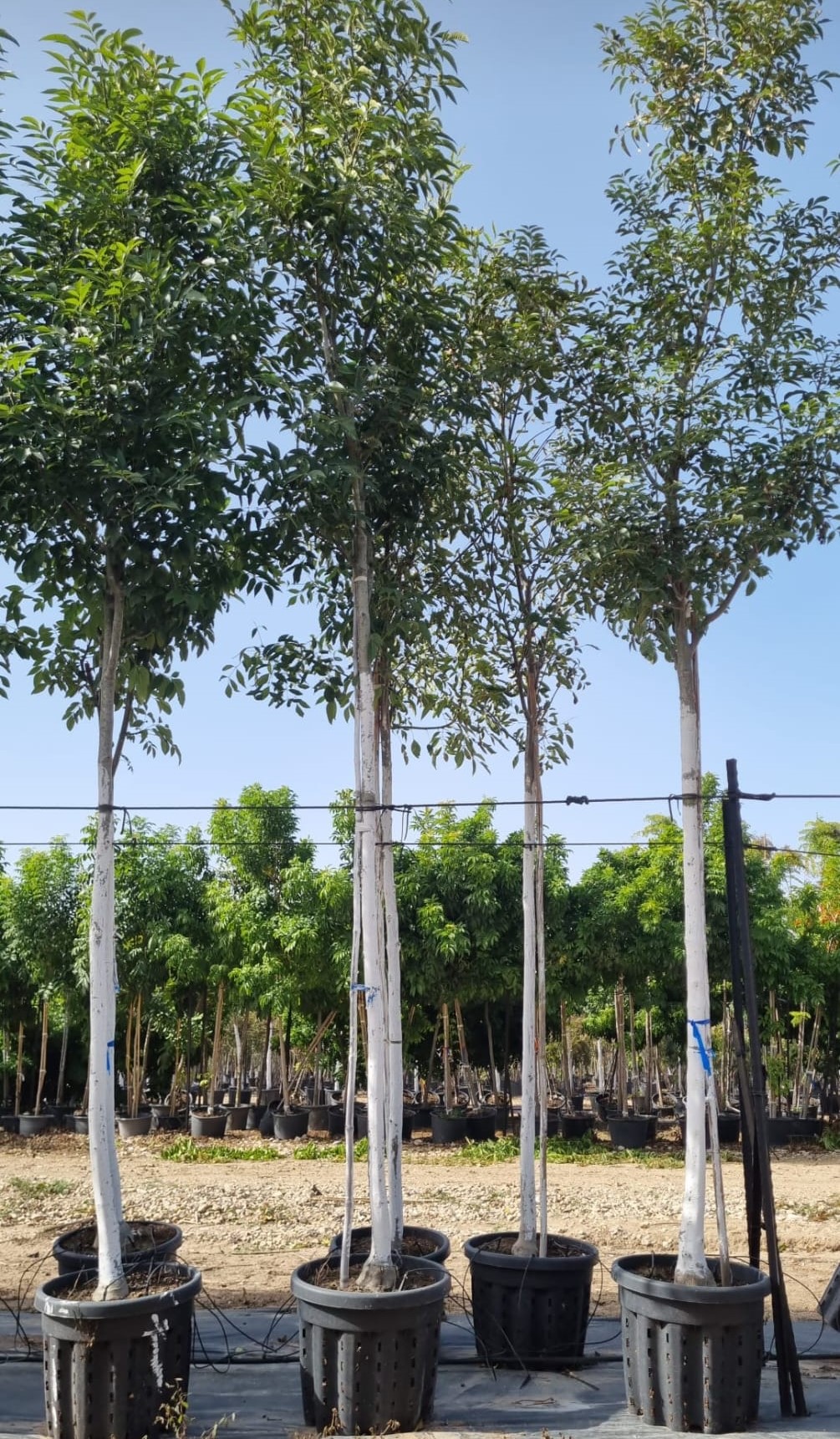 מילה צריפית (2)