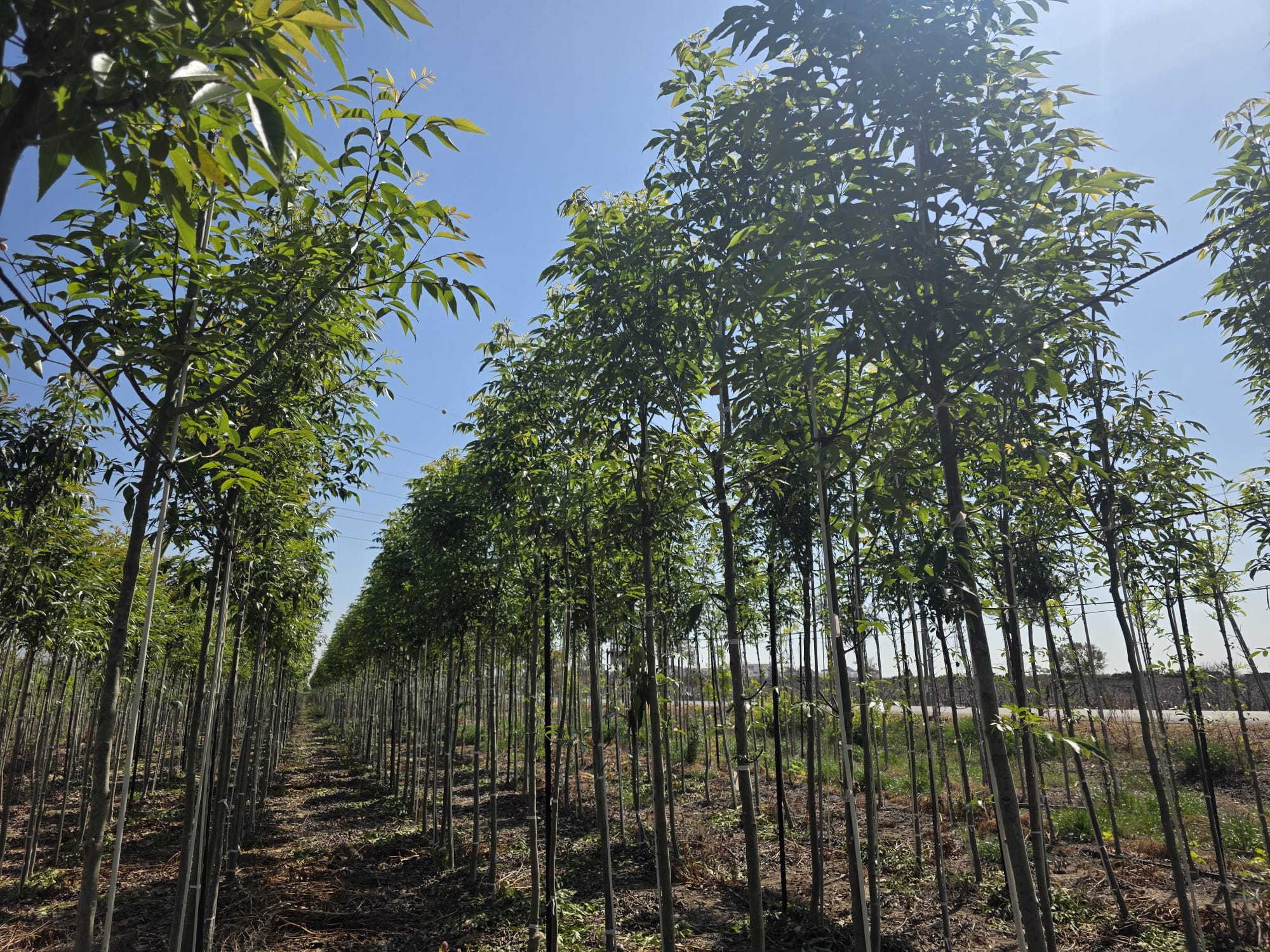 מילה צריפית