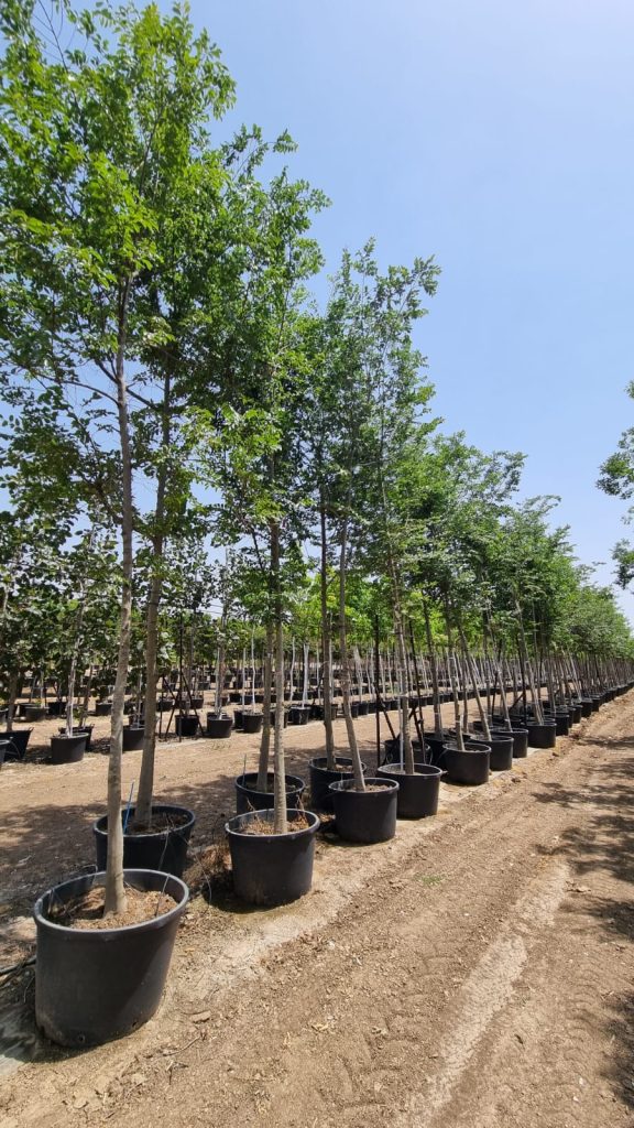 מיש גשר הזיו 1