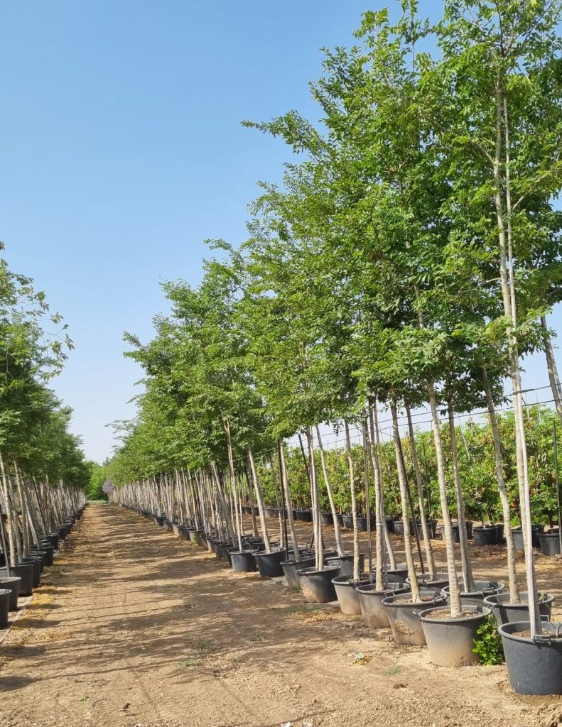 מיש גשר הזיו 2