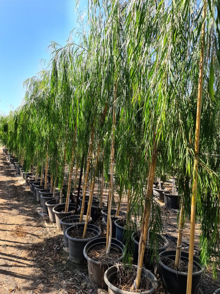 מללויקה ארגנטה Paperbark Tree 1