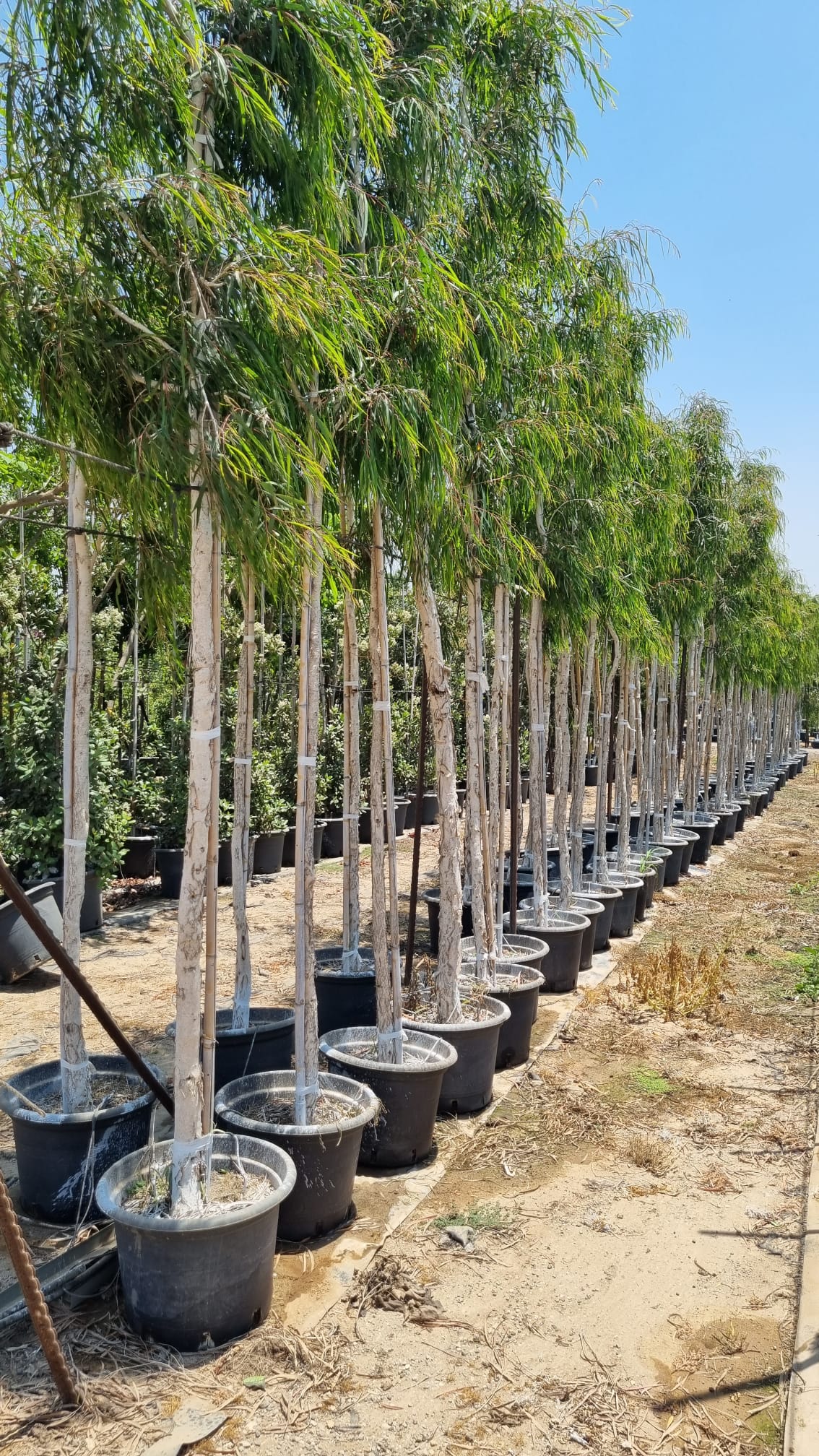 מללויקה ארגנטה Paperbark Tree 2