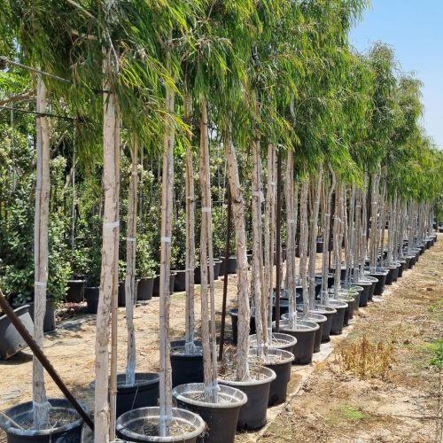 מללויקה ארגנטה Paperbark Tree