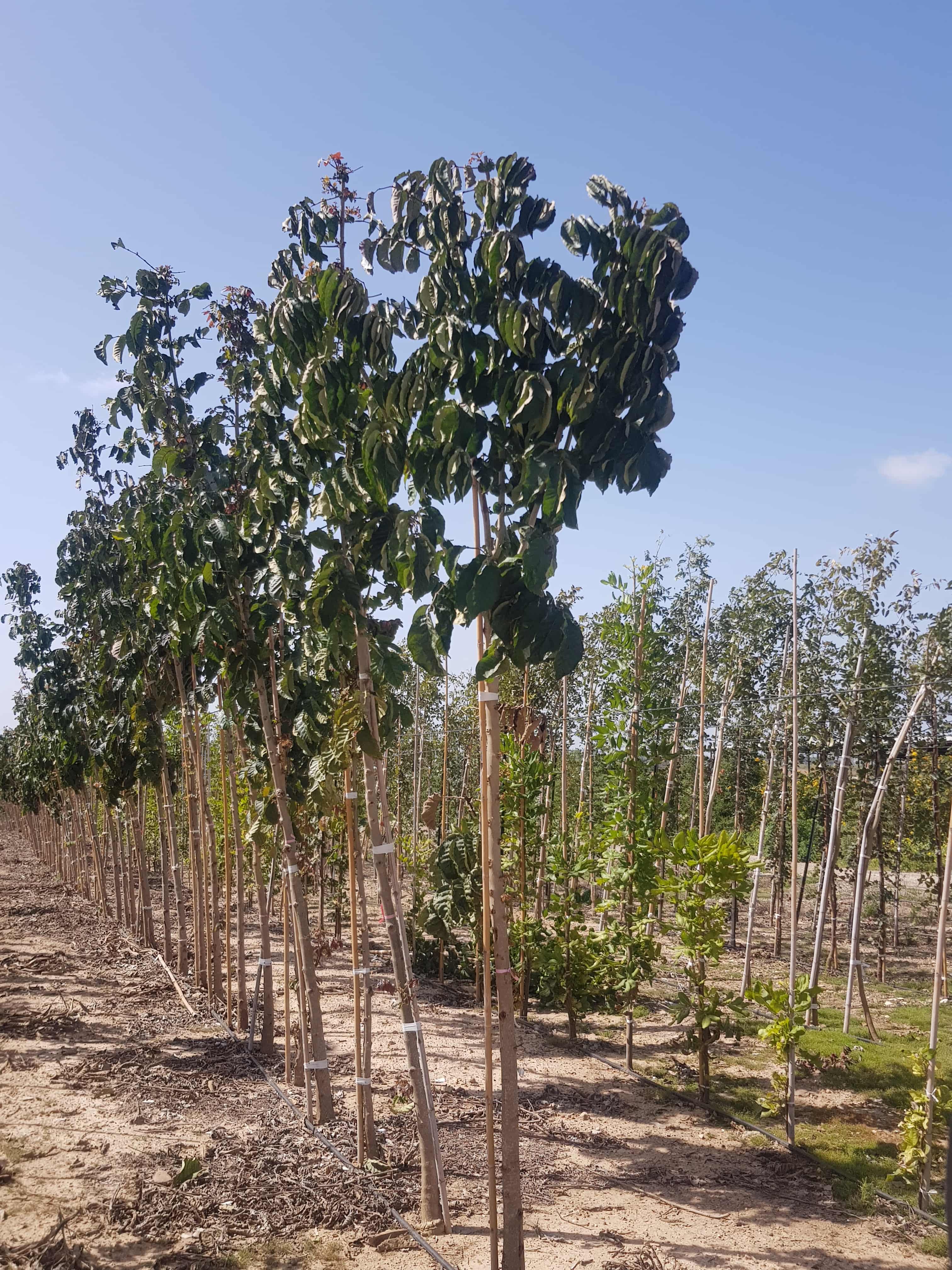 מרקמיה צהובה 1