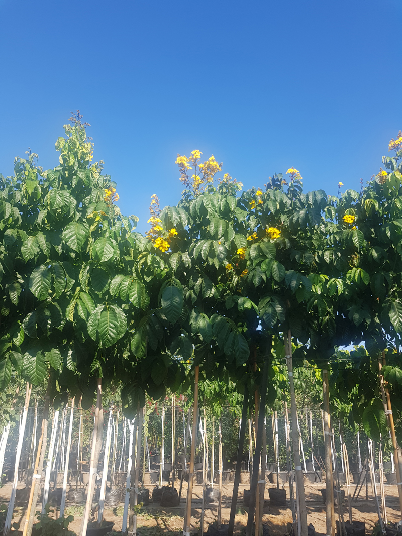 מרקמיה צהובה 2