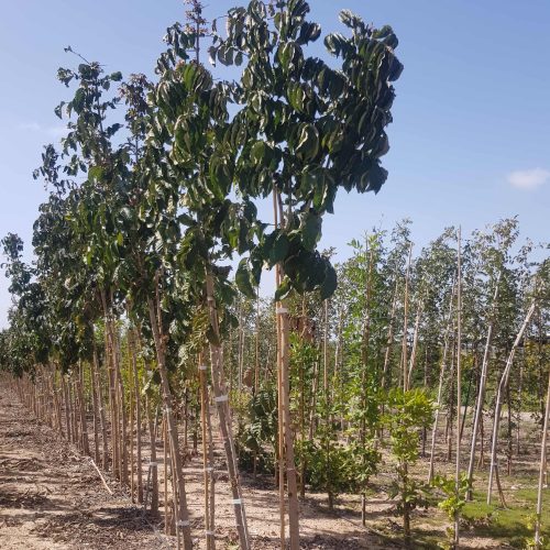 מרקמיה צהובה