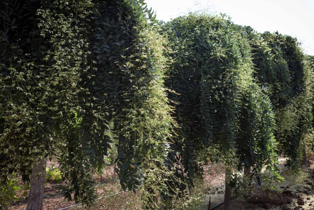 מתחילית פעמונית