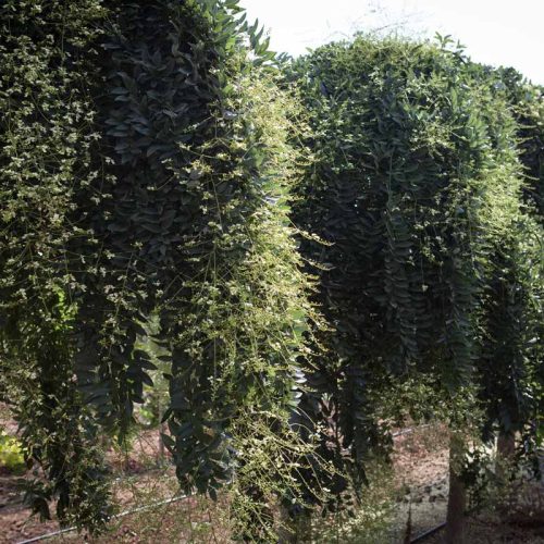 סופורה יפנית בכותית