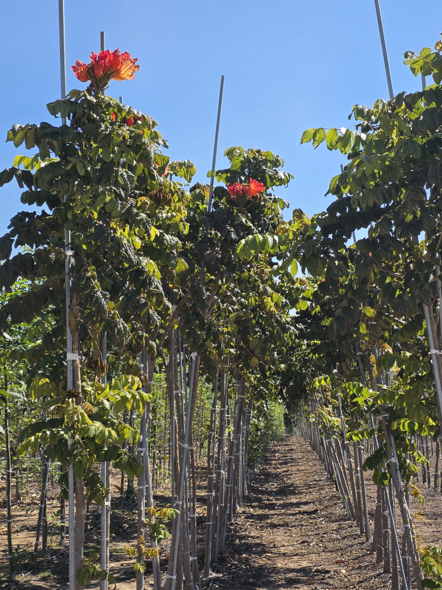 מתחילית פעמונית