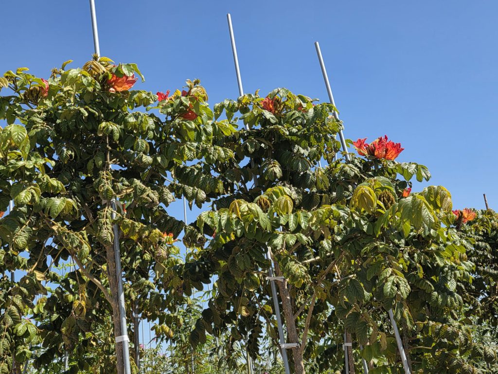 מתחילית פעמונית3