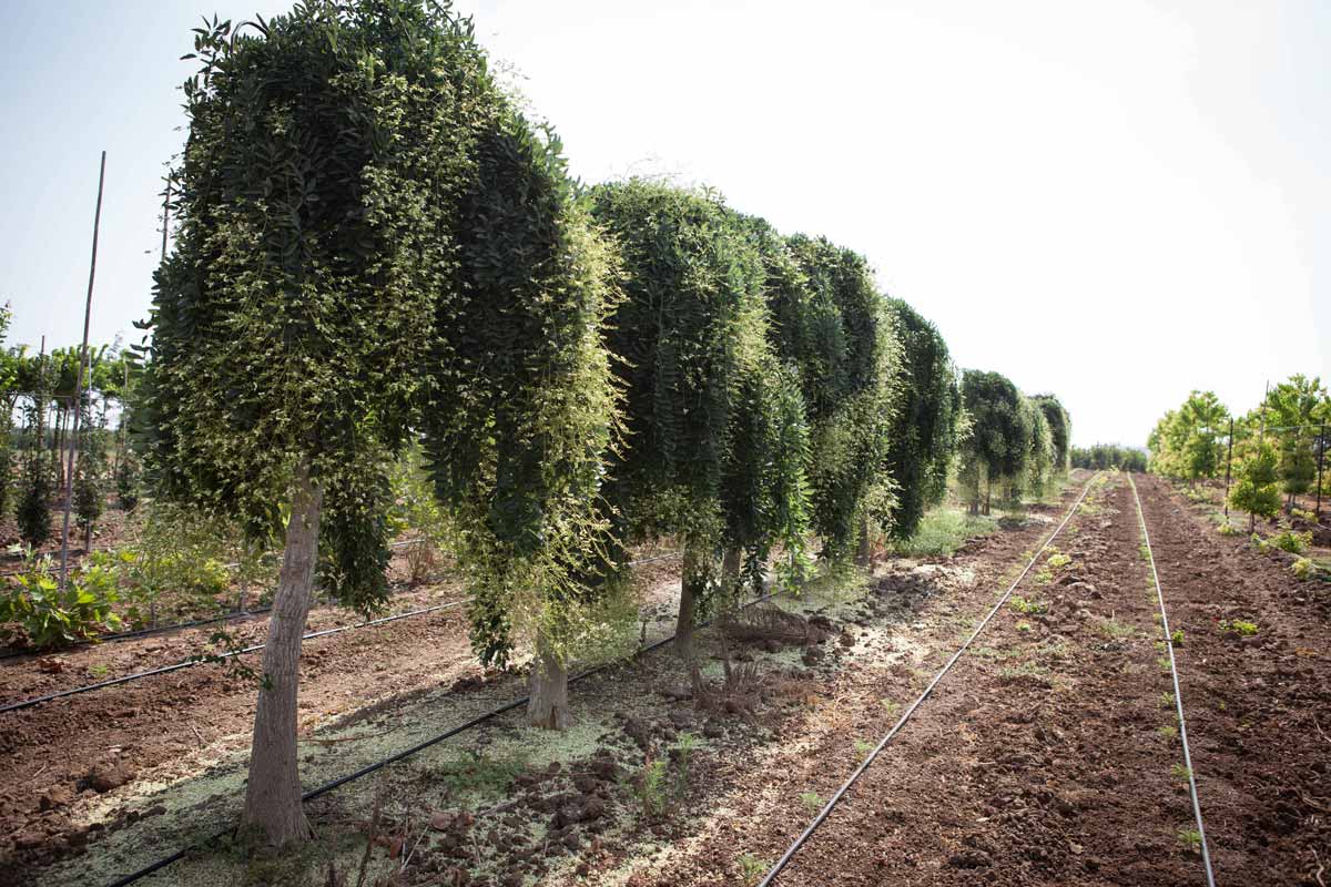סופורה יפנית בכותית 1