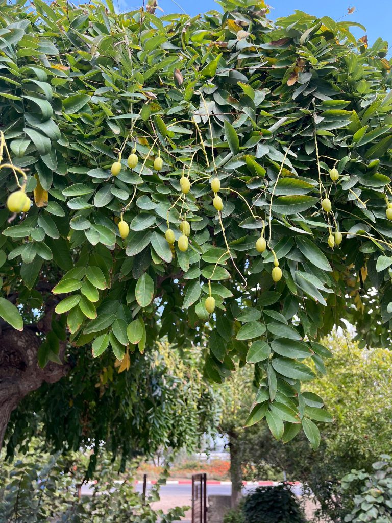 סופורה יפנית בכותית 4