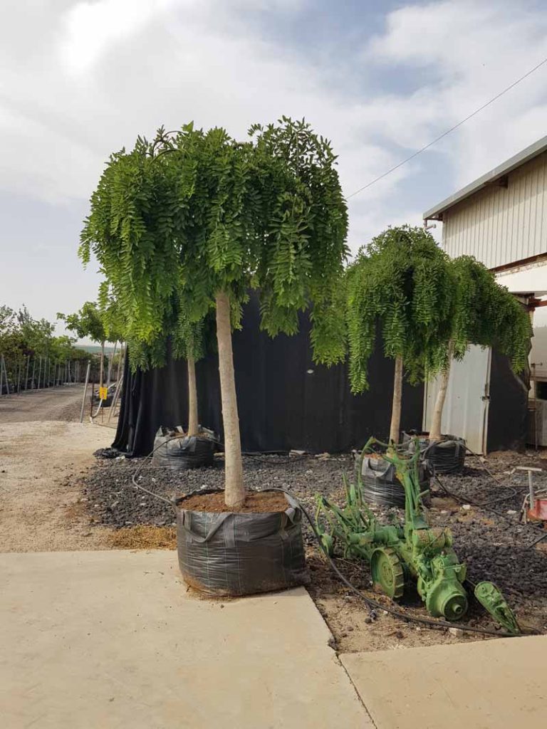 סופורה יפנית בכותית 5