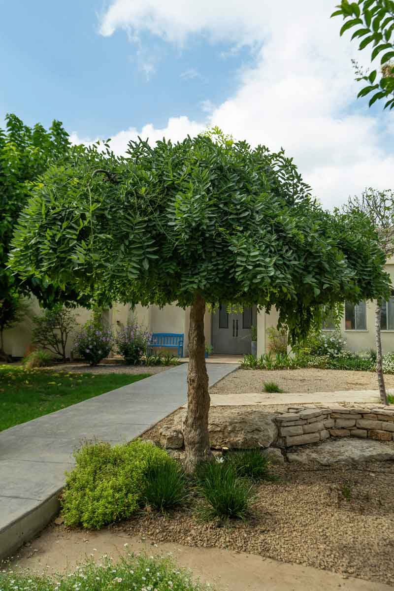 סופורה יפנית בכותית 6