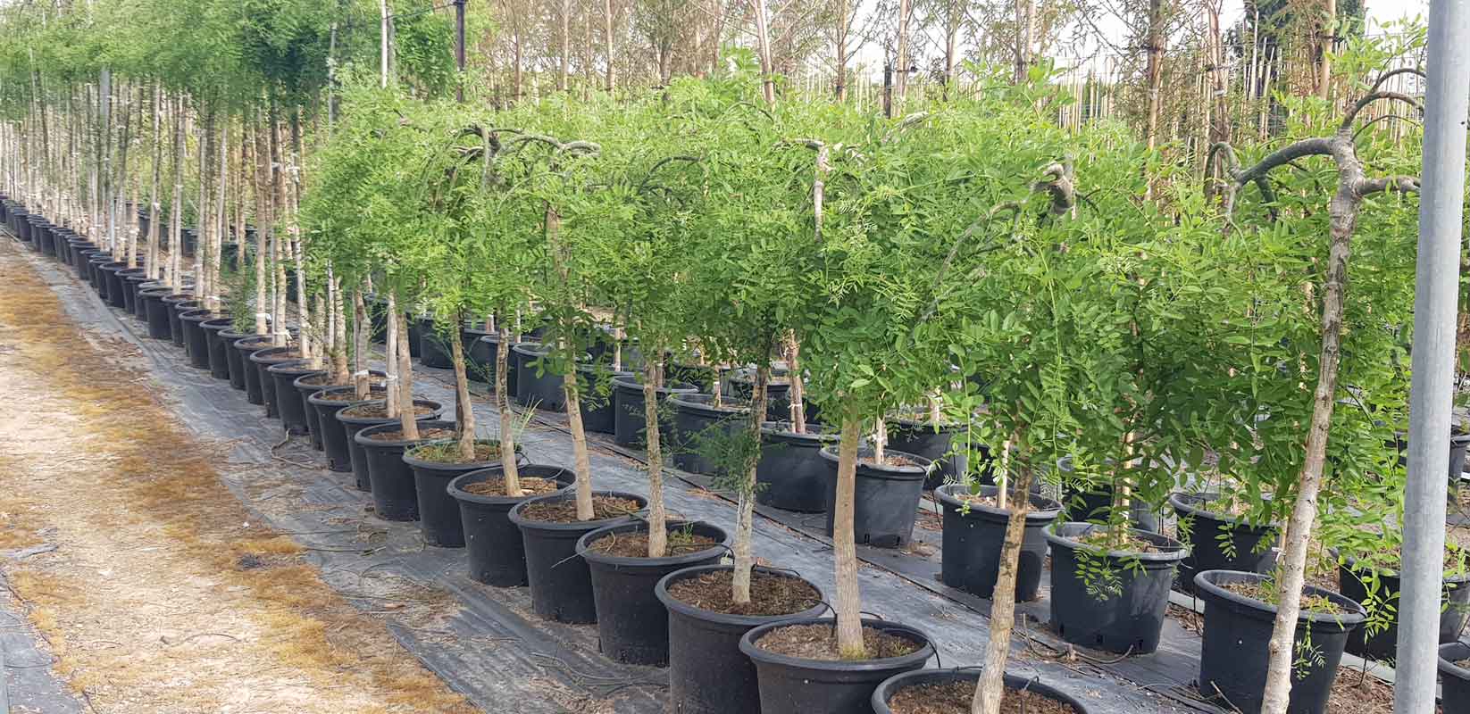 סופורה יפנית בכותית 7