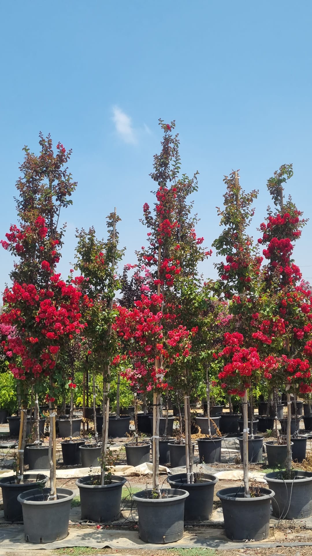 סופר דינמיט