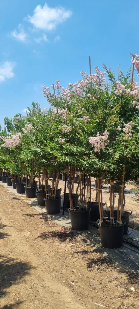 סופר לאפייט