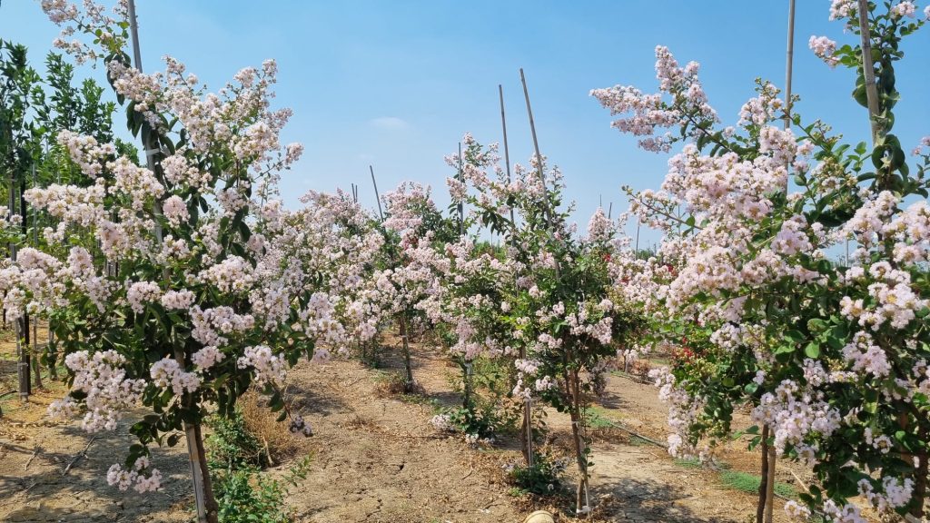 סופר לאפייט