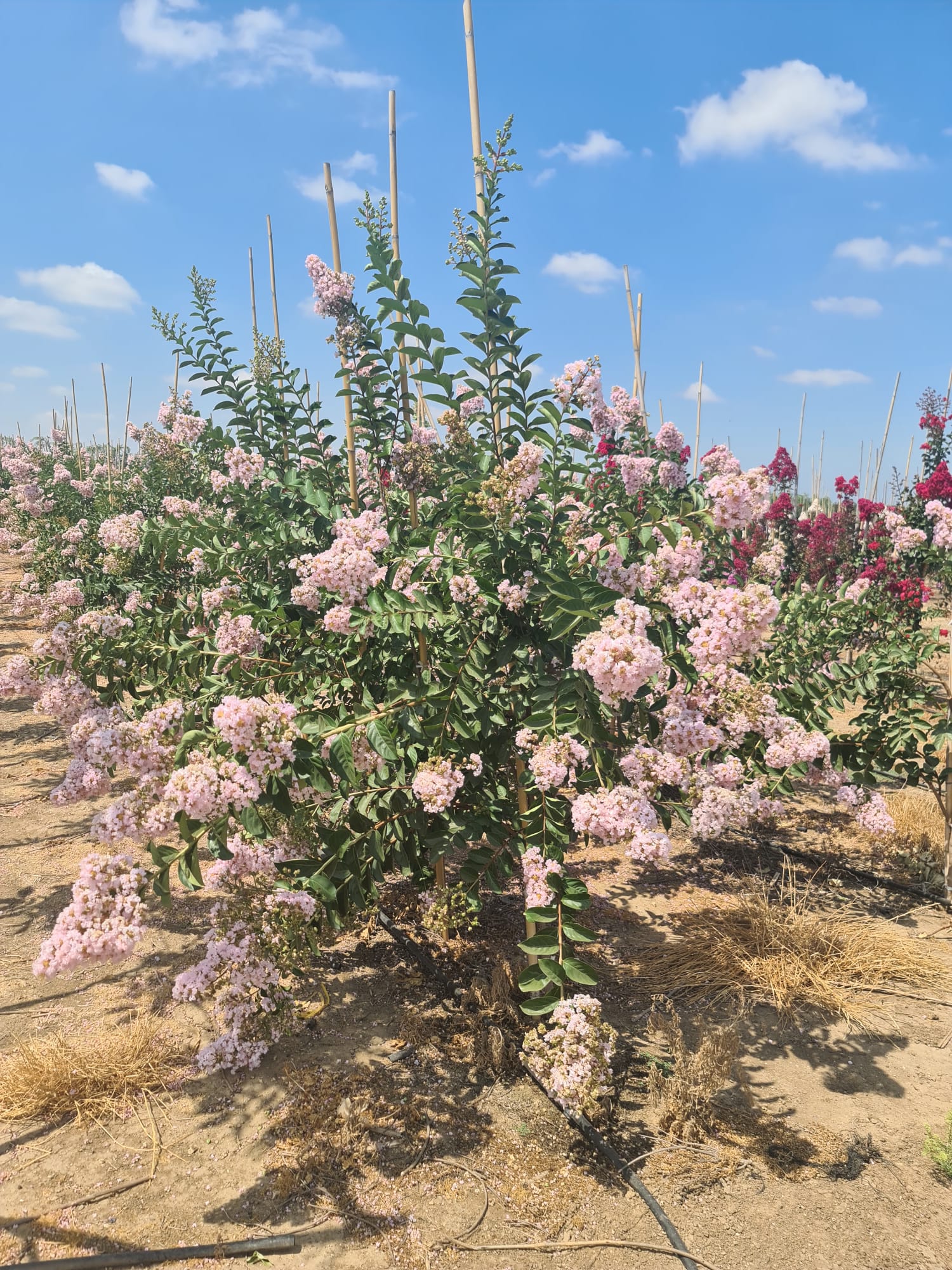 סופר לאפייט (2)