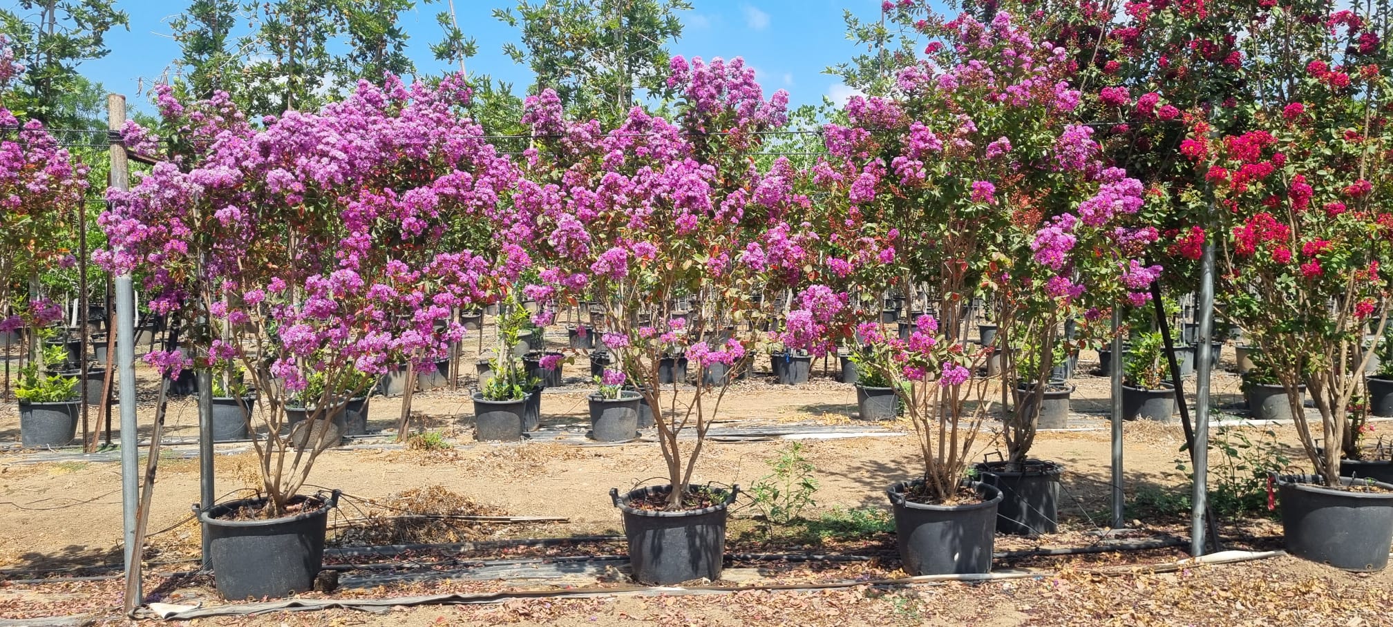 סופר קורדון בלו