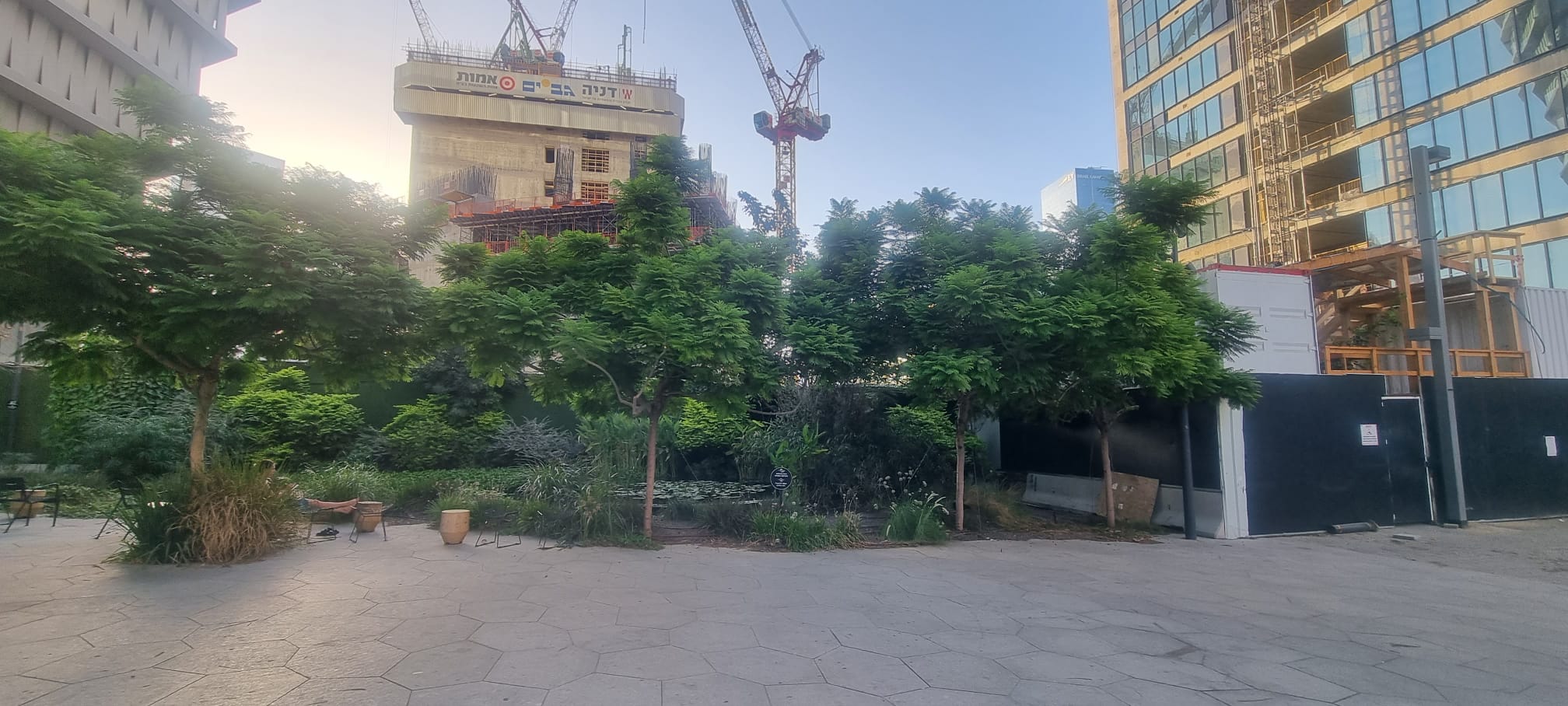 סיגלון בונזאי בלו – תל אביב