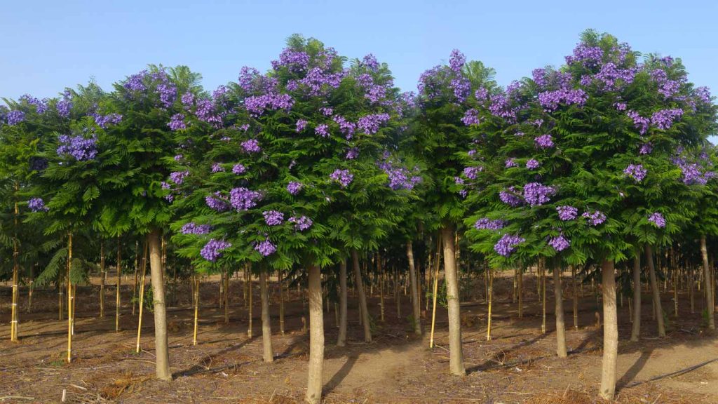 סיגלון מימוזה 'בונזאי בלו' זן פטנט 1