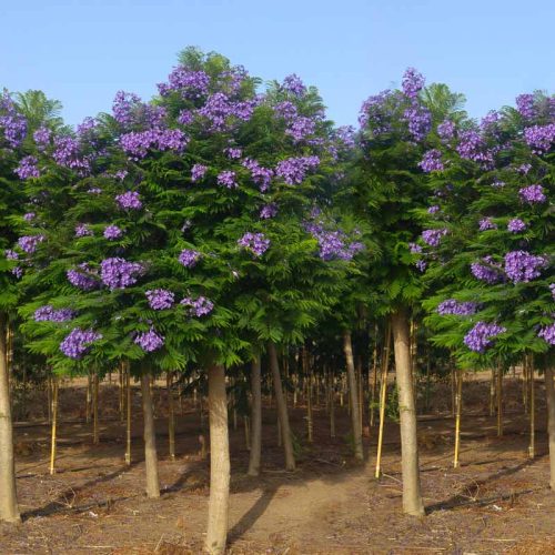 סיגלון מימוזה 'בונזאי בלו' זן פטנט