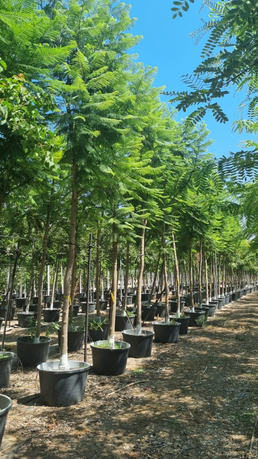 סיגלון מימוזה 'בונזאי בלו' זן פטנט 10