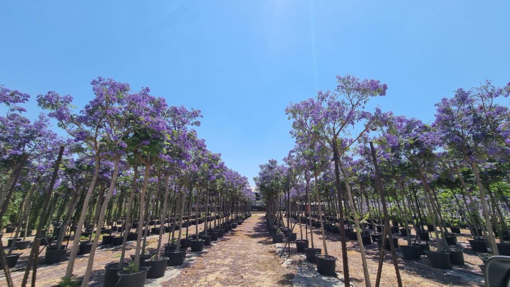 סיגלון מימוזה 'בונזאי בלו' זן פטנט 3