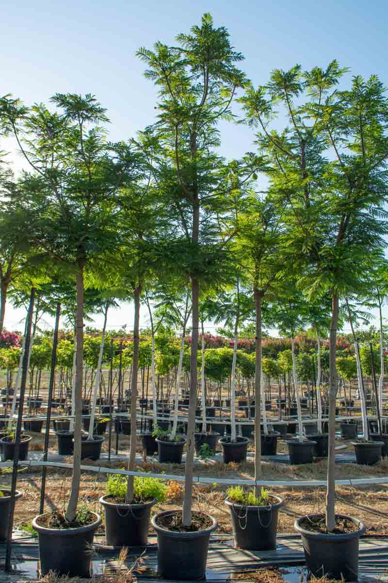 סיגלון מימוזה 'בונזאי בלו' זן פטנט 4