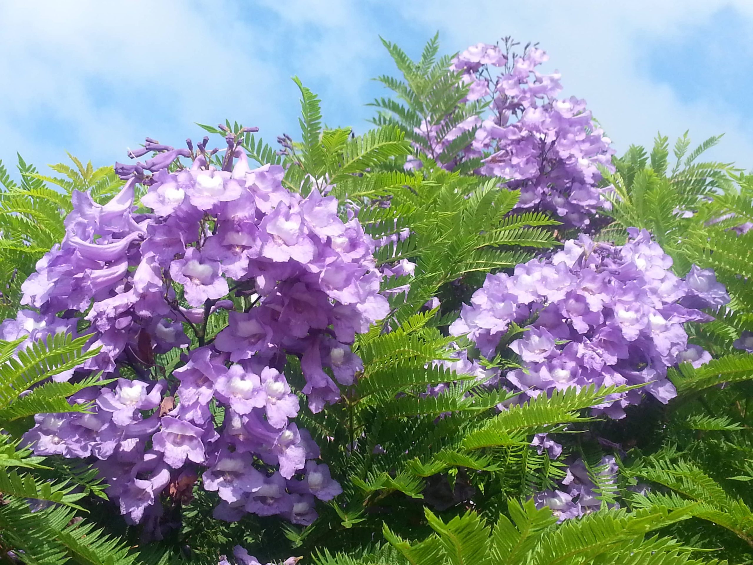 סיגלון מימוזה 'בונזאי בלו' זן פטנט 5