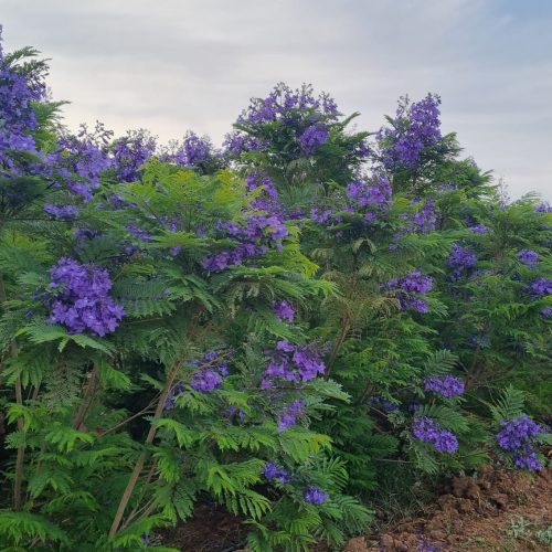 סיגלון מימוזה 'בונזאי בלו' זן פטנט