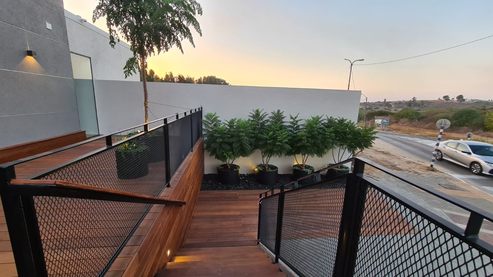 סיגלון מימוזה 'בונזאי בלו' זן פטנט 8