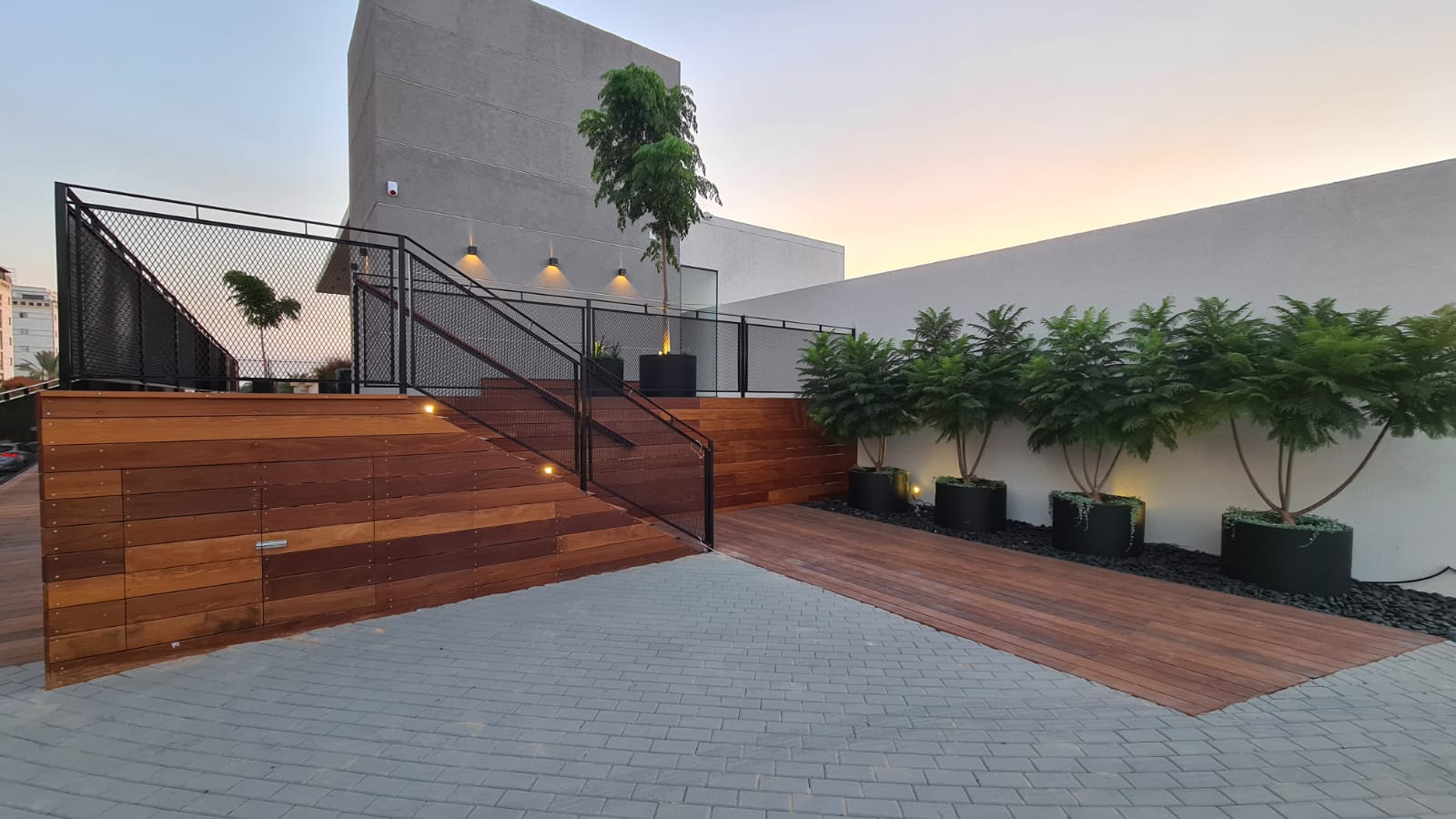 סיגלון מימוזה 'בונזאי בלו' זן פטנט 9