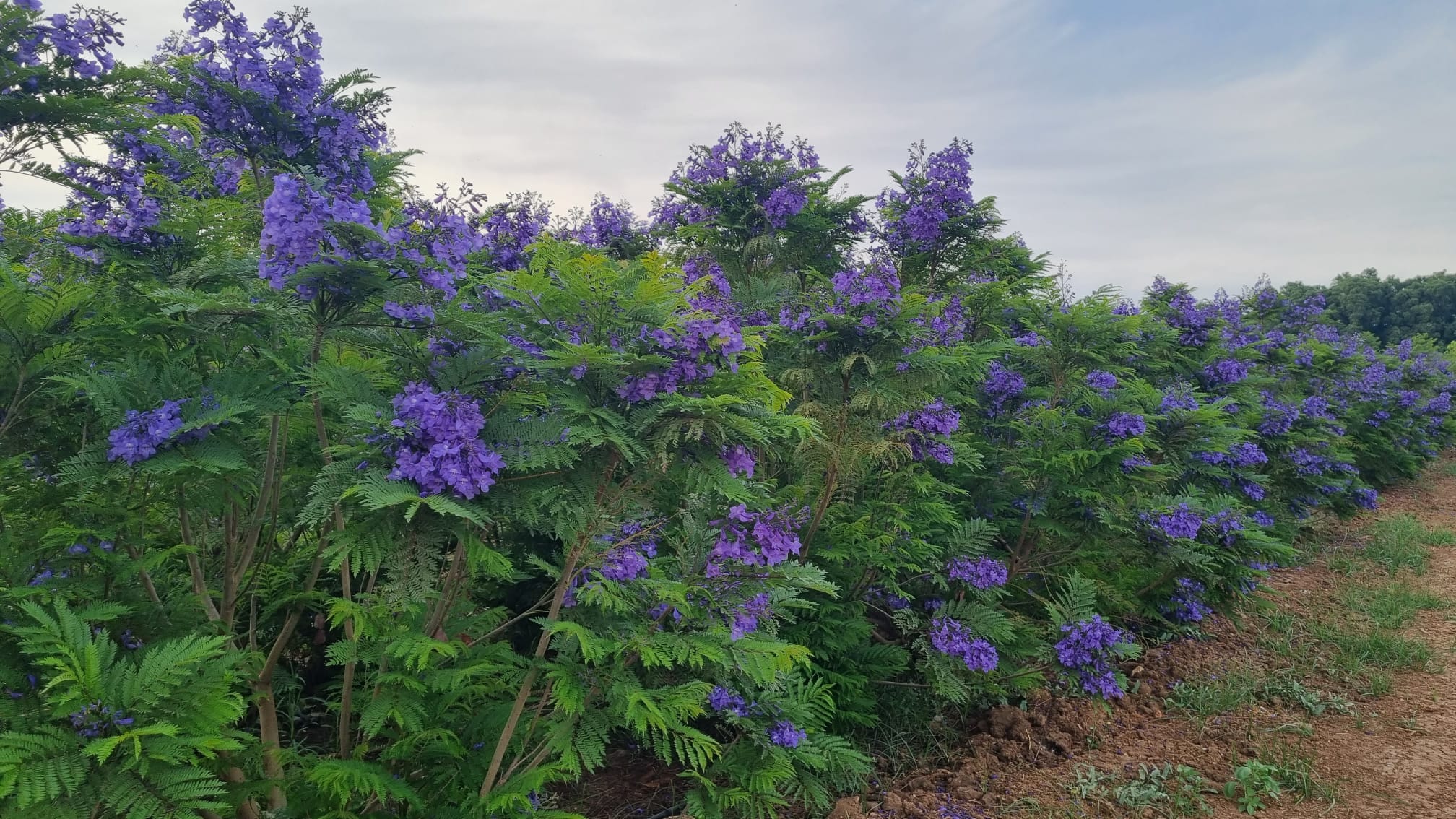 סיגלון מימוזה 'בונזאי בלו' זן פטנט