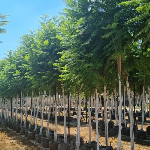 סיגלון מימוזה חד עלים