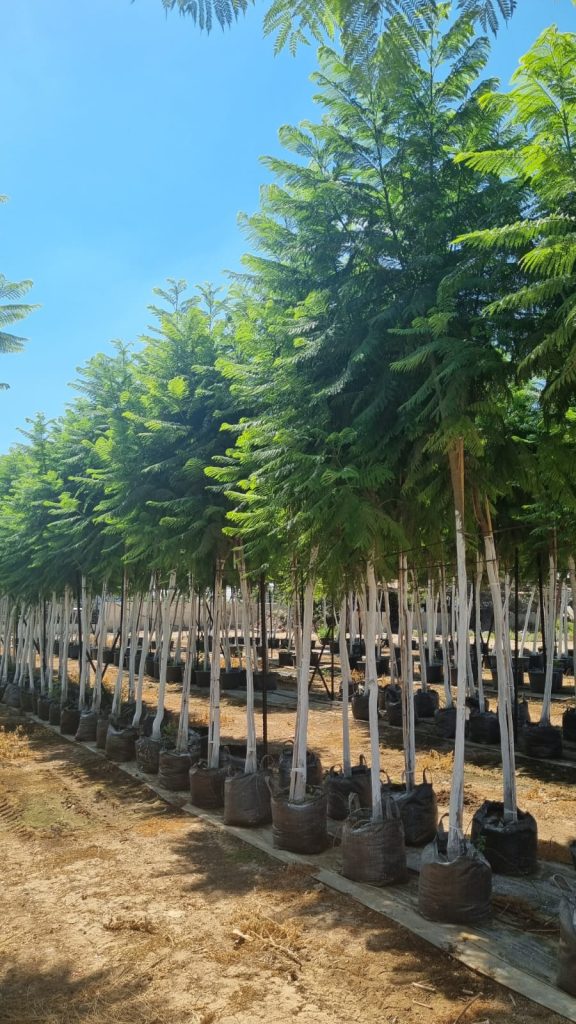 סיגלון מימוזה חד עלים