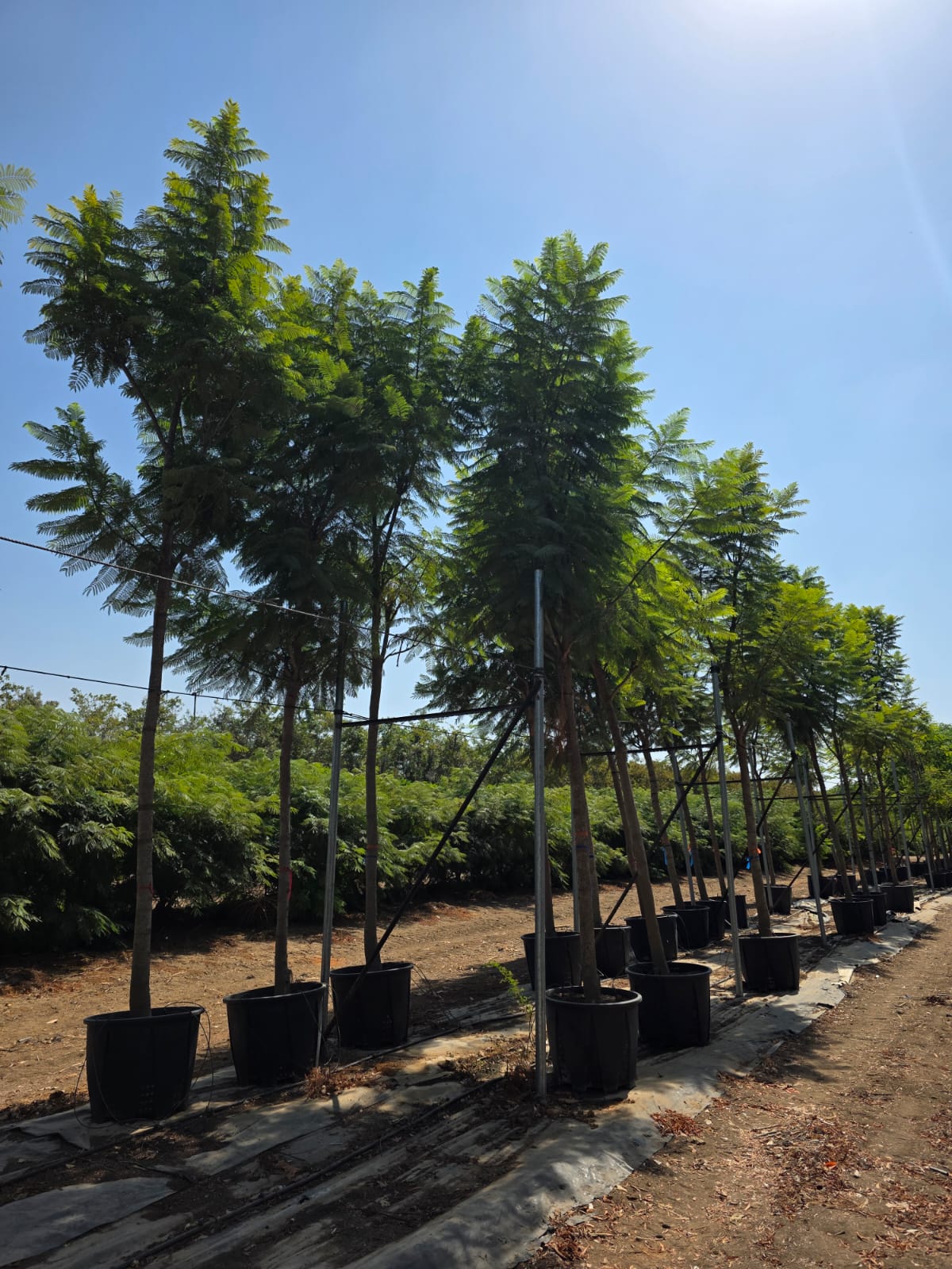 סיגלון מימוזה