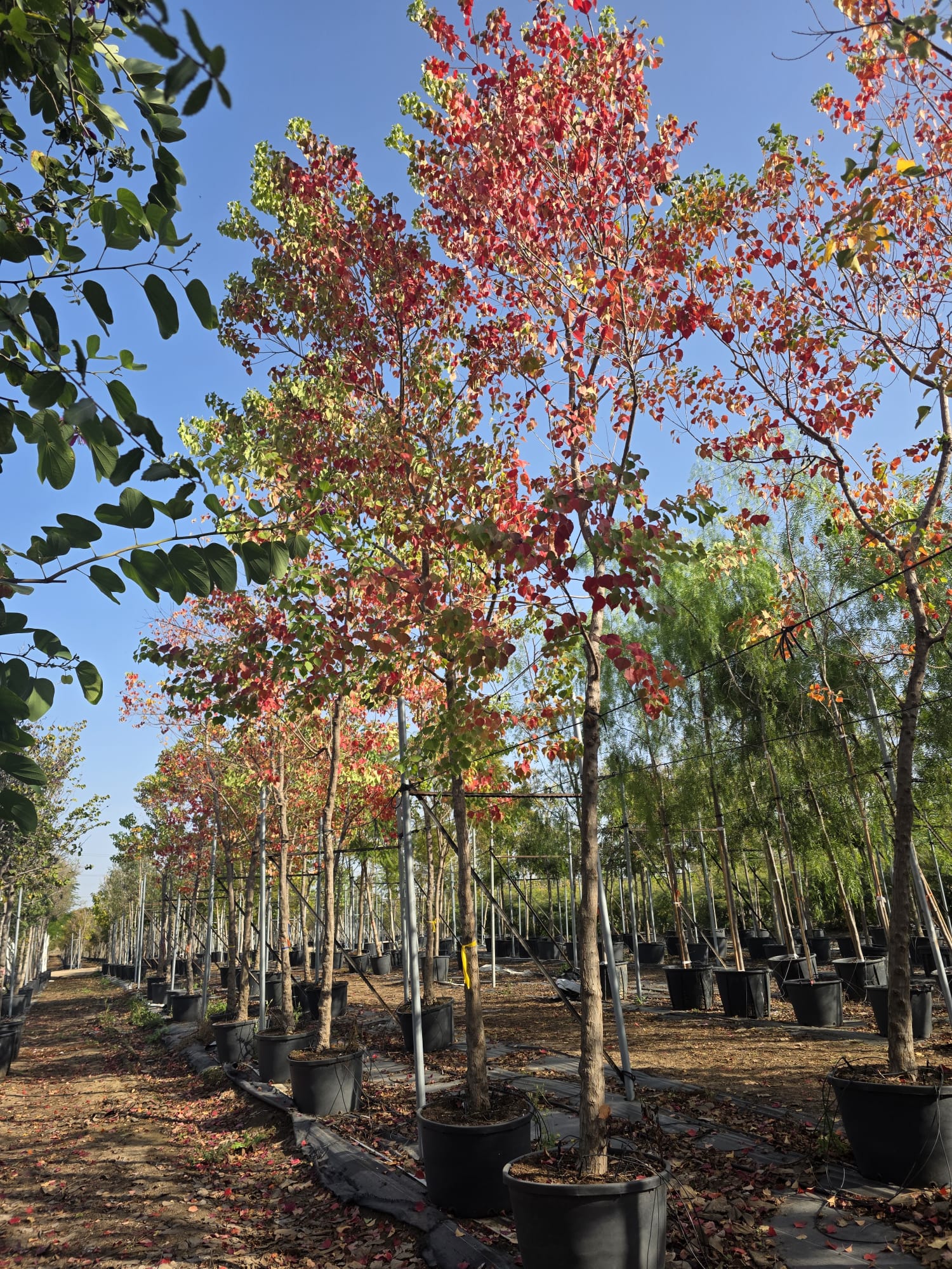 ספיון שלהבת